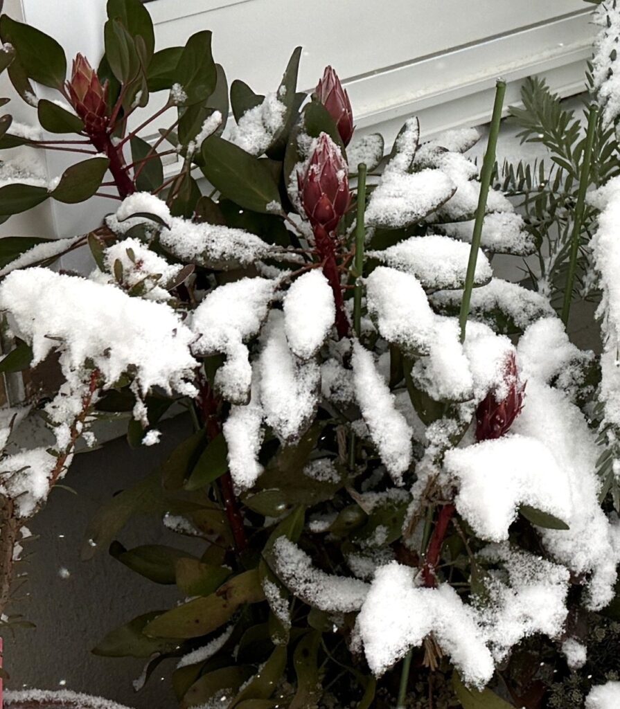 大寒波で雪をかぶったキングプロテア リトルプリンスの様子