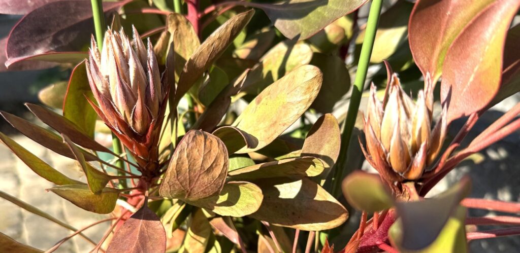 キングプロテア 花芽 寒波後に花弁部分が乾燥しカサカサになった状態