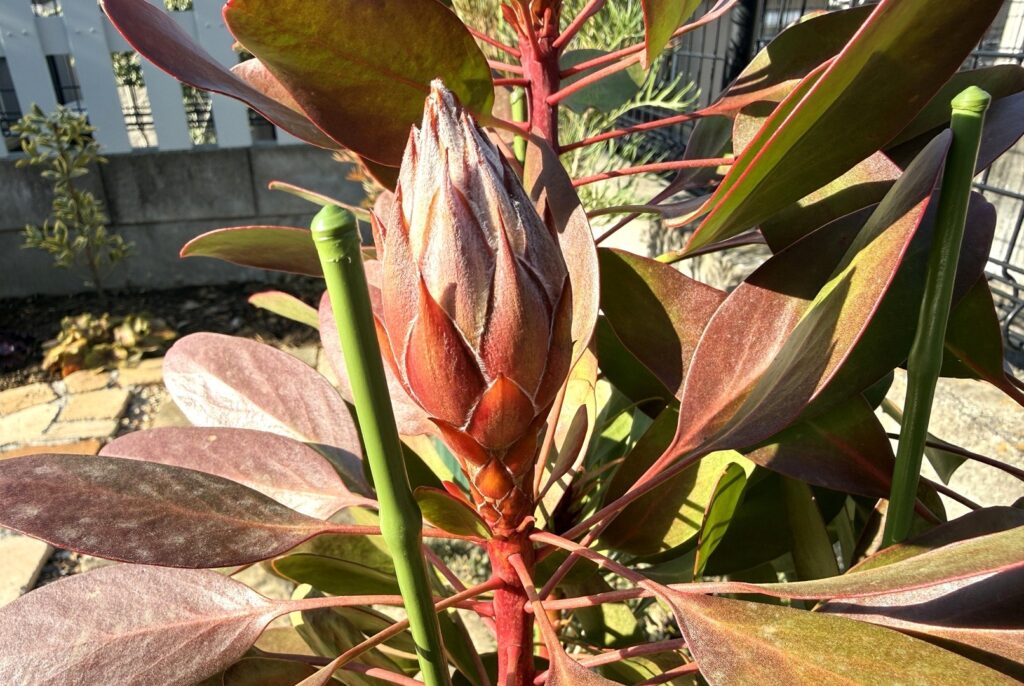 キングプロテア リトルプリンス 雪が当たらなかった健全な花芽と葉