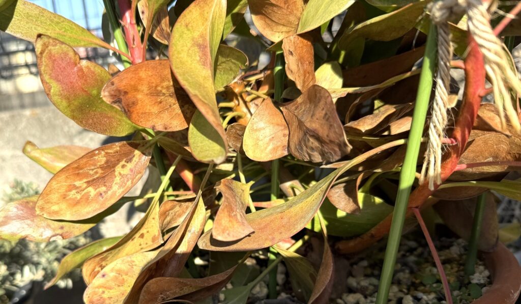 キングプロテア リトルプリンス 寒波後に変色した葉の凍結ダメージ