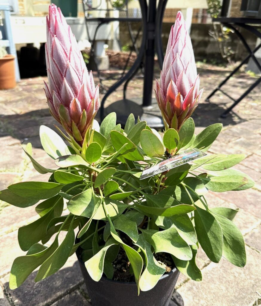 キングプロテア リトルプリンス 購入時の花芽付き苗の様子
