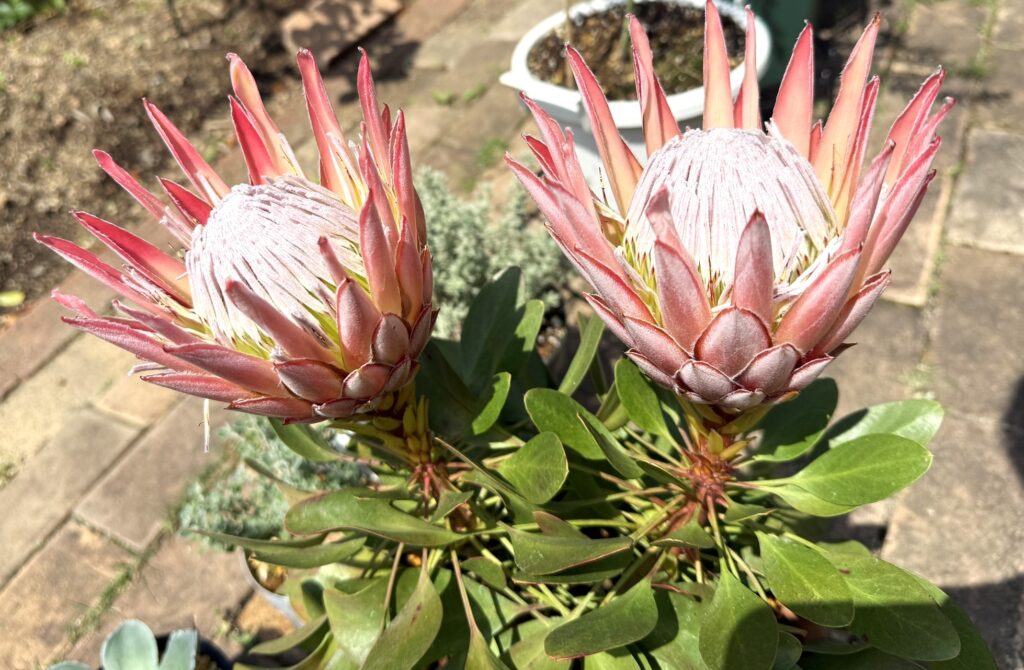 キングプロテア リトルプリンス 鉢植えで開花した花の様子