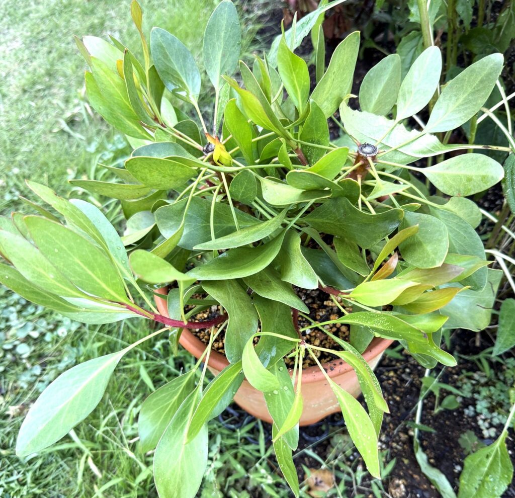 キングプロテア リトルプリンス 花後剪定から発生した脇枝の様子