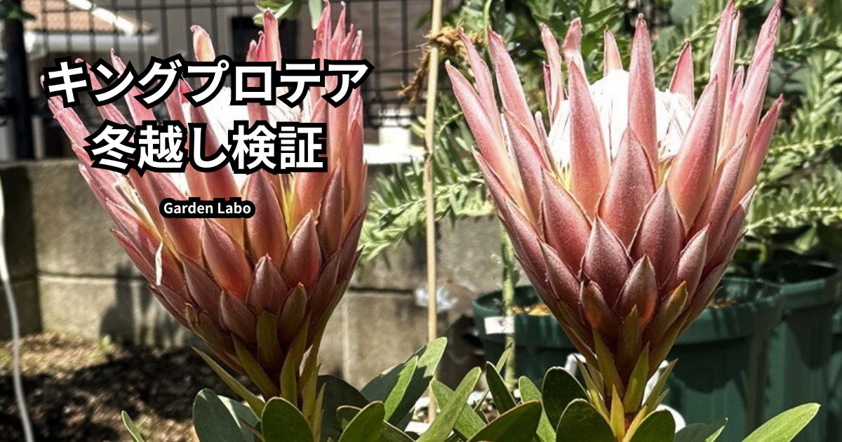 キングプロテアの開花と冬越しの様子｜オージープランツ耐寒性検証 Garden Labo
