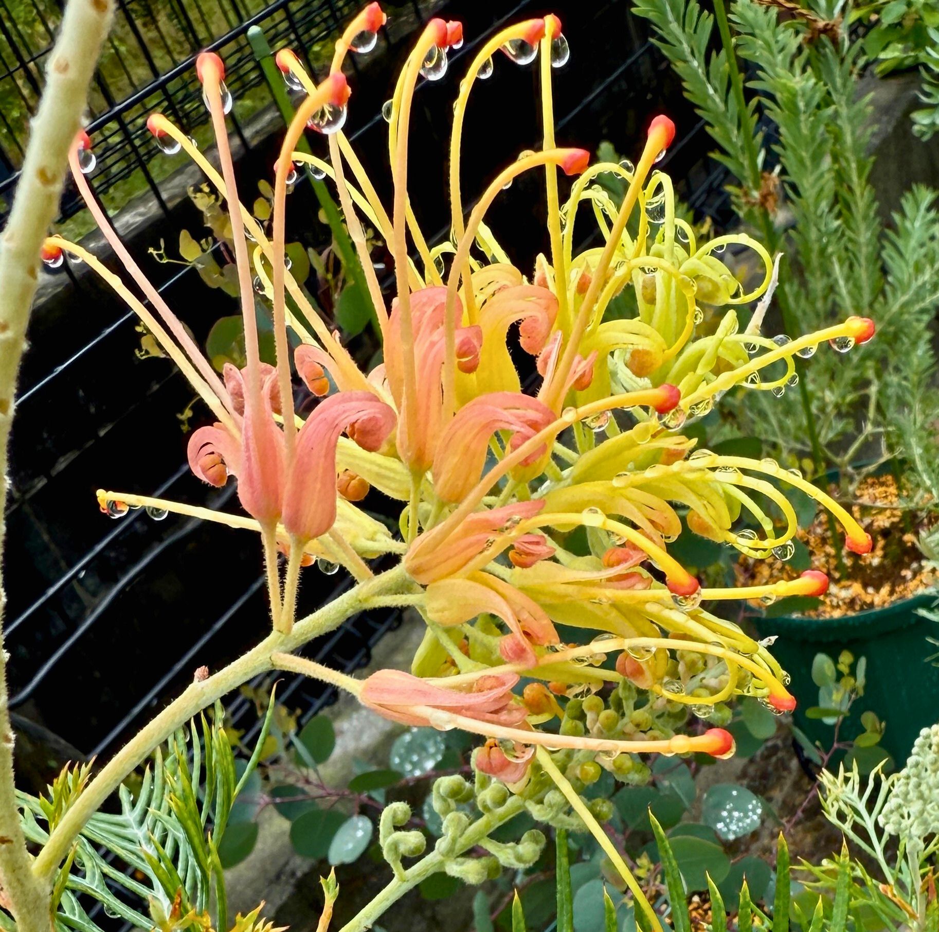 オージープランツ