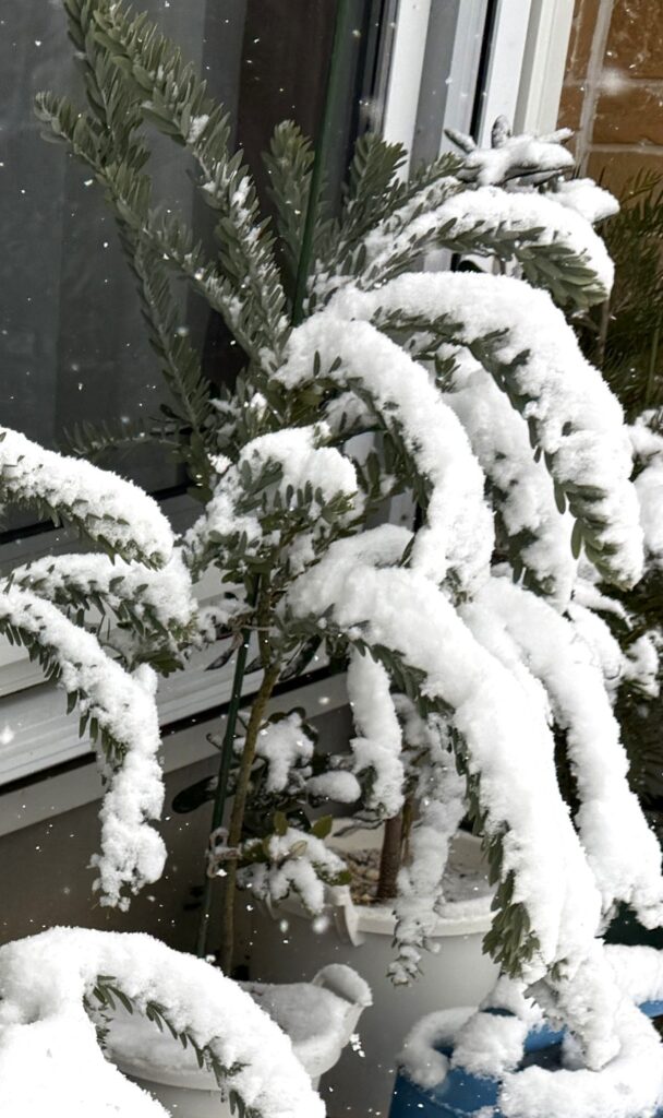 雪が積もったアカシアブルーブッシュ 関東寒冷地の積雪時の様子