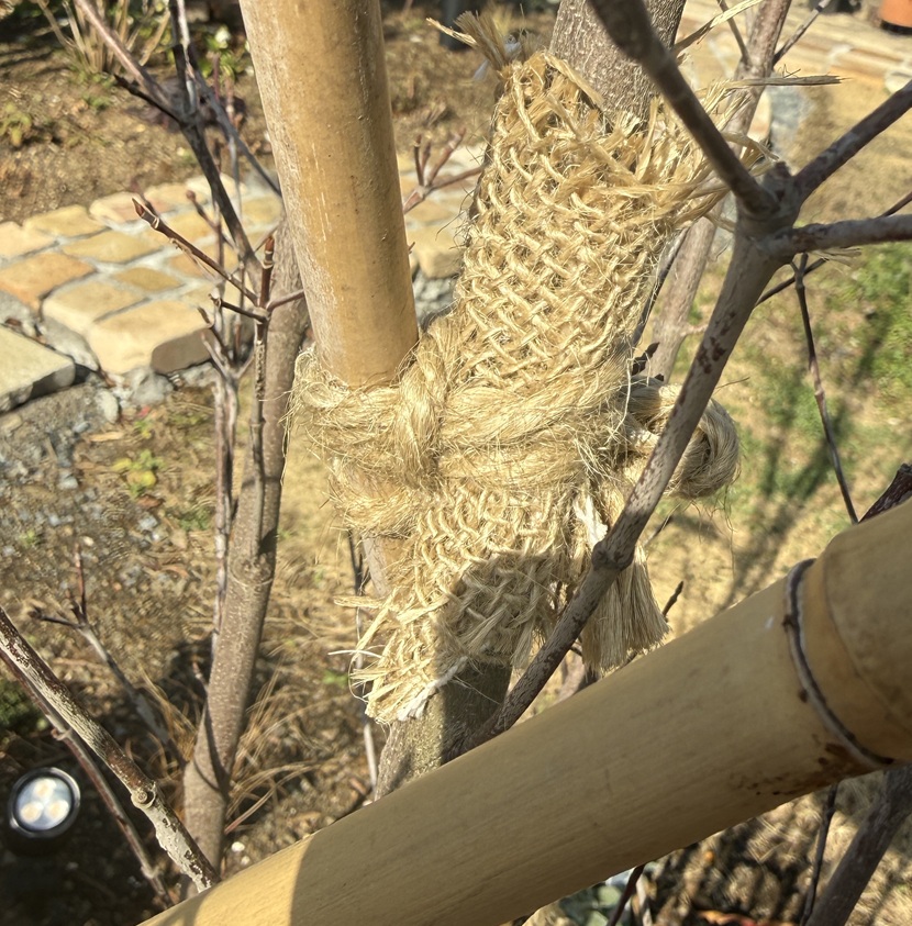 麻布をヤマボウシの幹に巻き、麻紐で固定