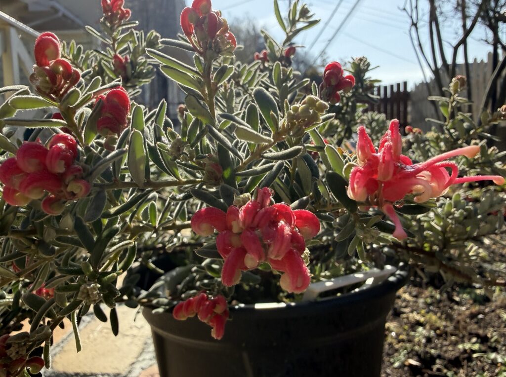 寒波後でもダメージなく花が咲き始めたグレビレア ジェリーベイビー