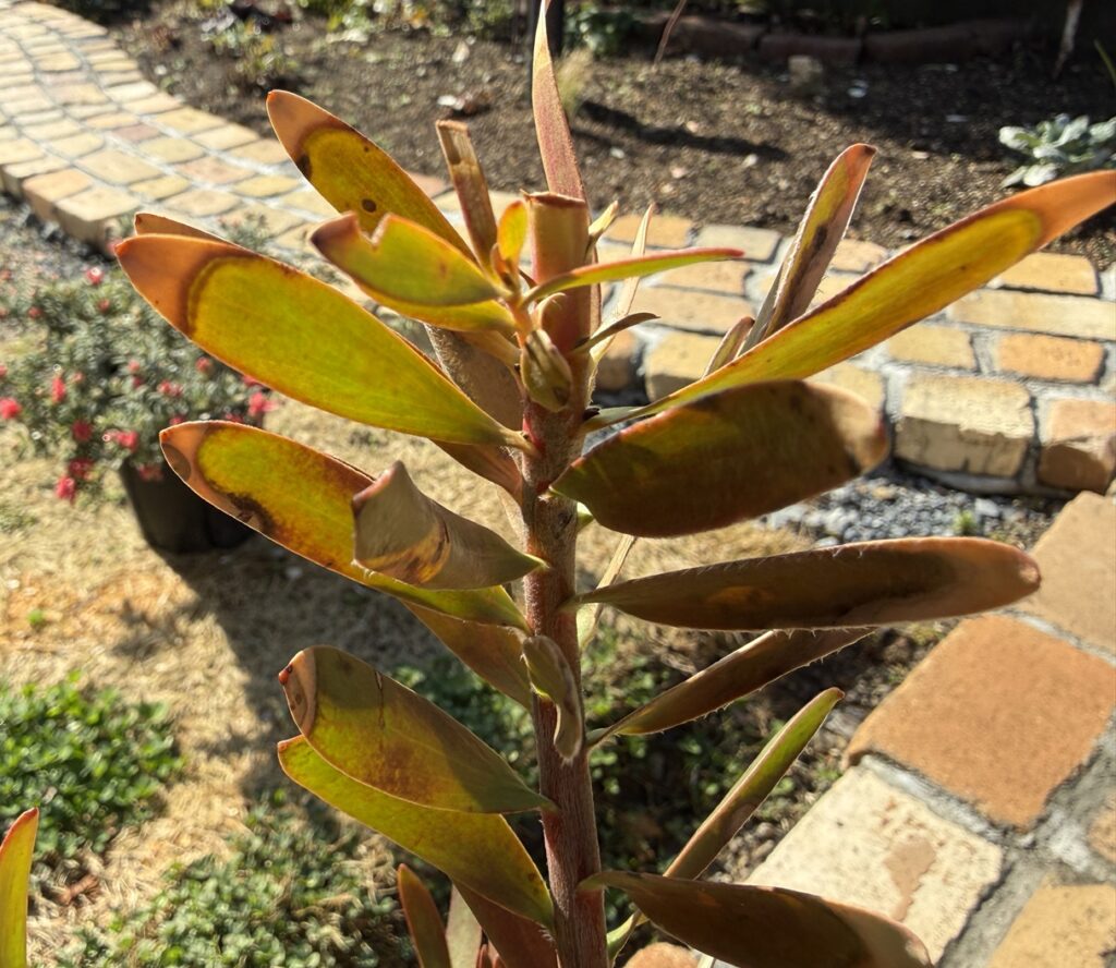 寒波後のリューカデンドロン サファリファンセット ダメージを負った葉