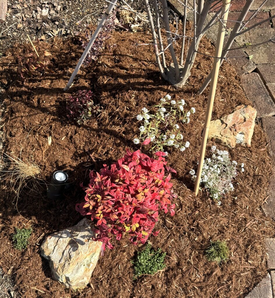 ヤマボウシ株元に植えた下草7種の配置（オタフクナンテン・アリッサム・ユーフォルビアなど）