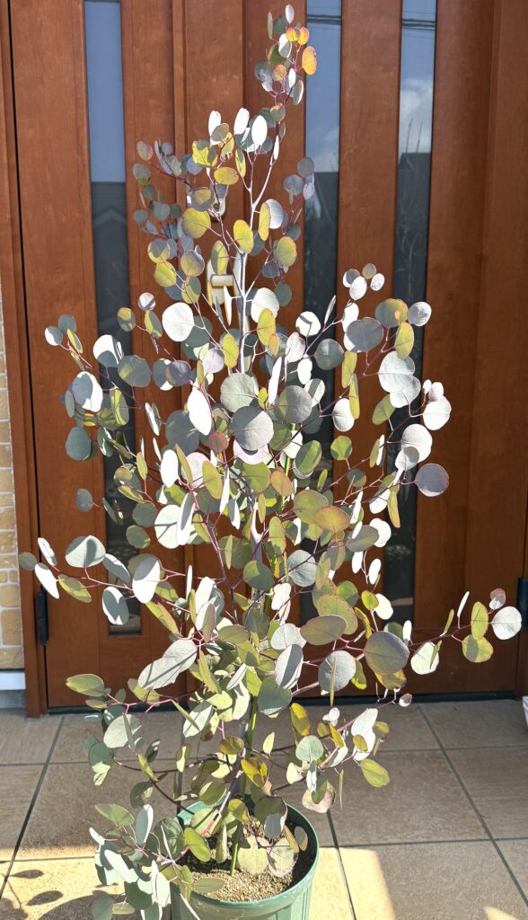 10か月で80cm育ったユーカリぽポラス