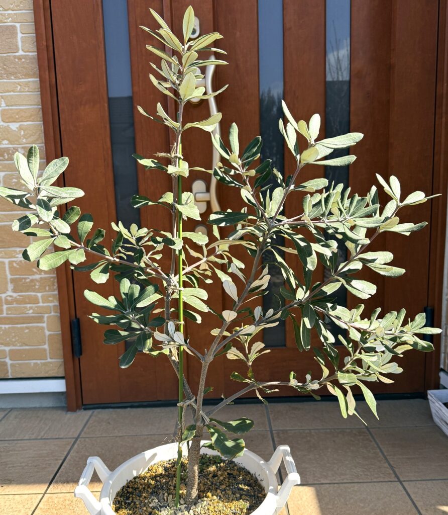 寒波後のバンクシアコースト 株全体