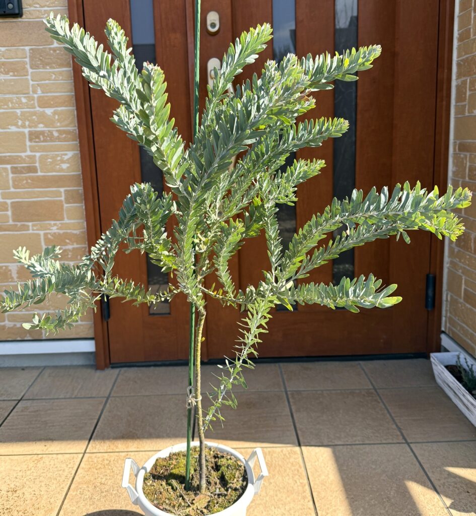 寒波後でもダメージが見られないアカシアブルーブッシュ株全体