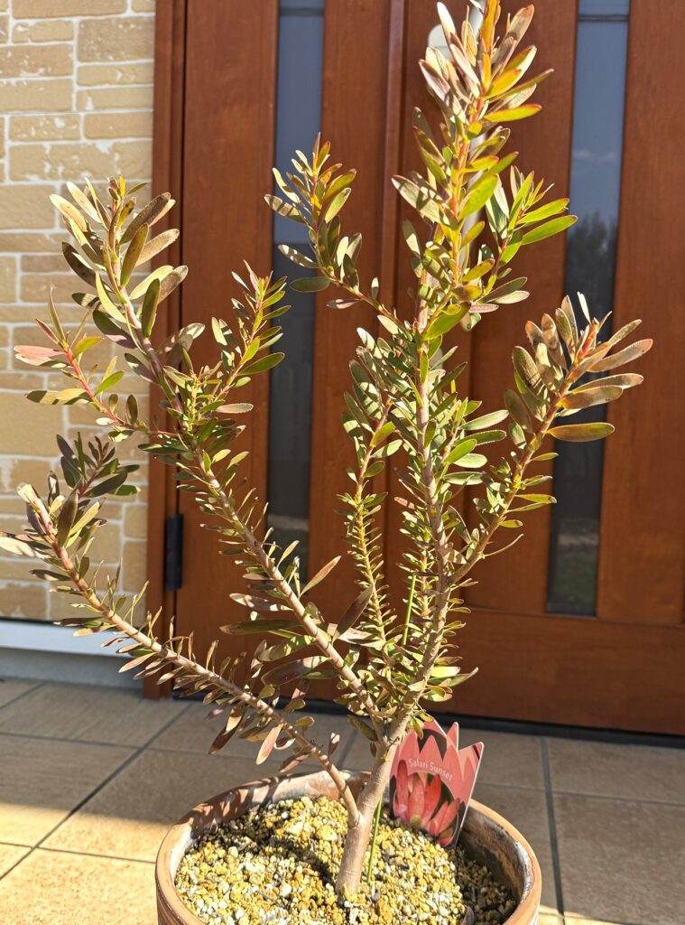 寒波後のリューカデンドロン サファリファンセット株全体