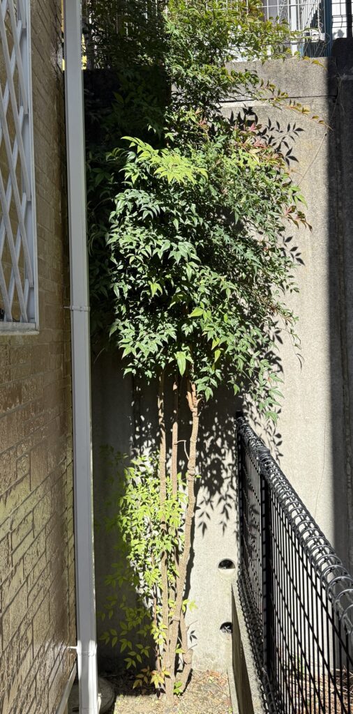 高さ3mまで成長した南天の枝先と新芽（剪定前）