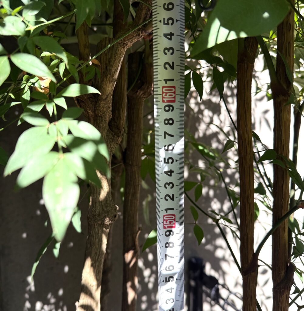 160cmまで木質化した株立ちの南天