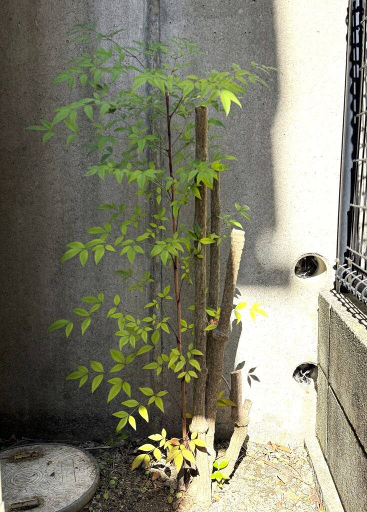 強剪定して1m以下になった南天