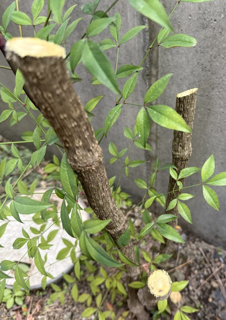 1m以下に強選定した南天の枝切り口