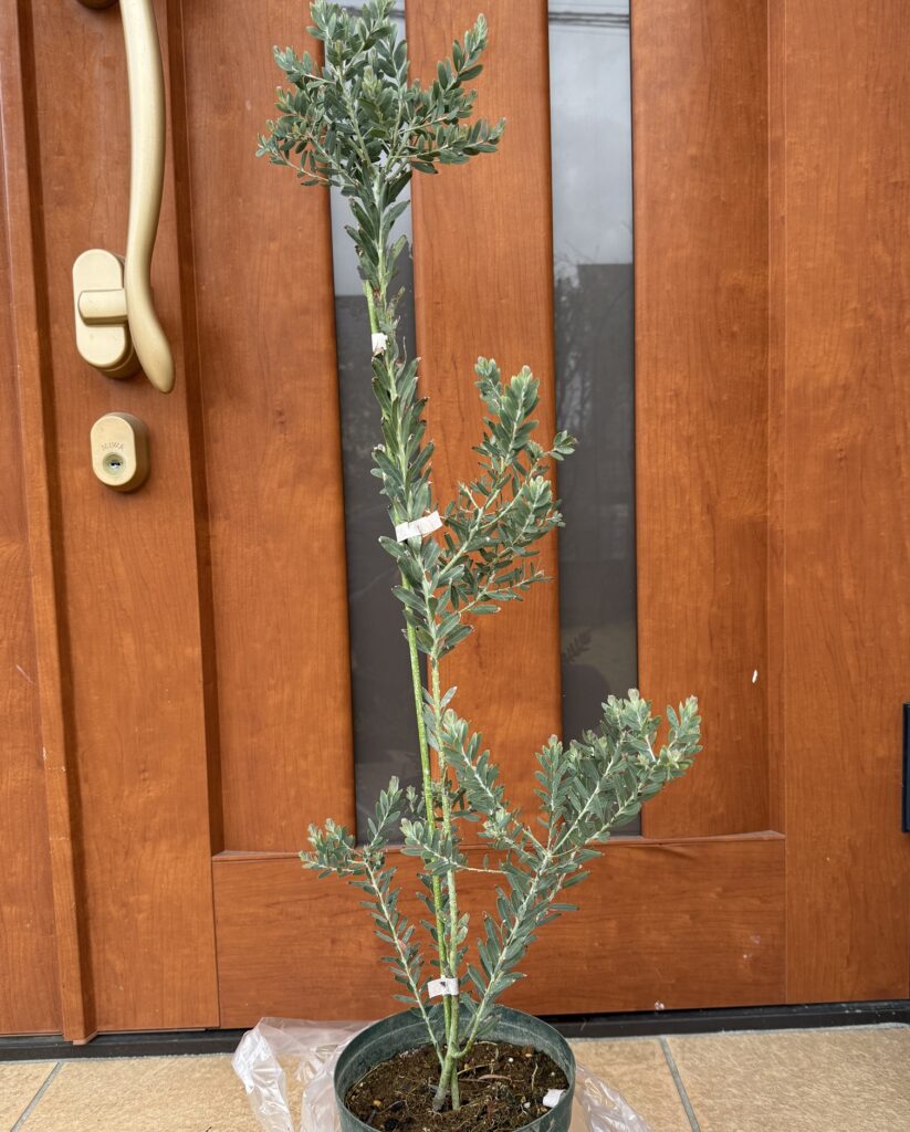 アカシアブルーブッシュの苗木 2025年4月購入時の株姿 鉢植え