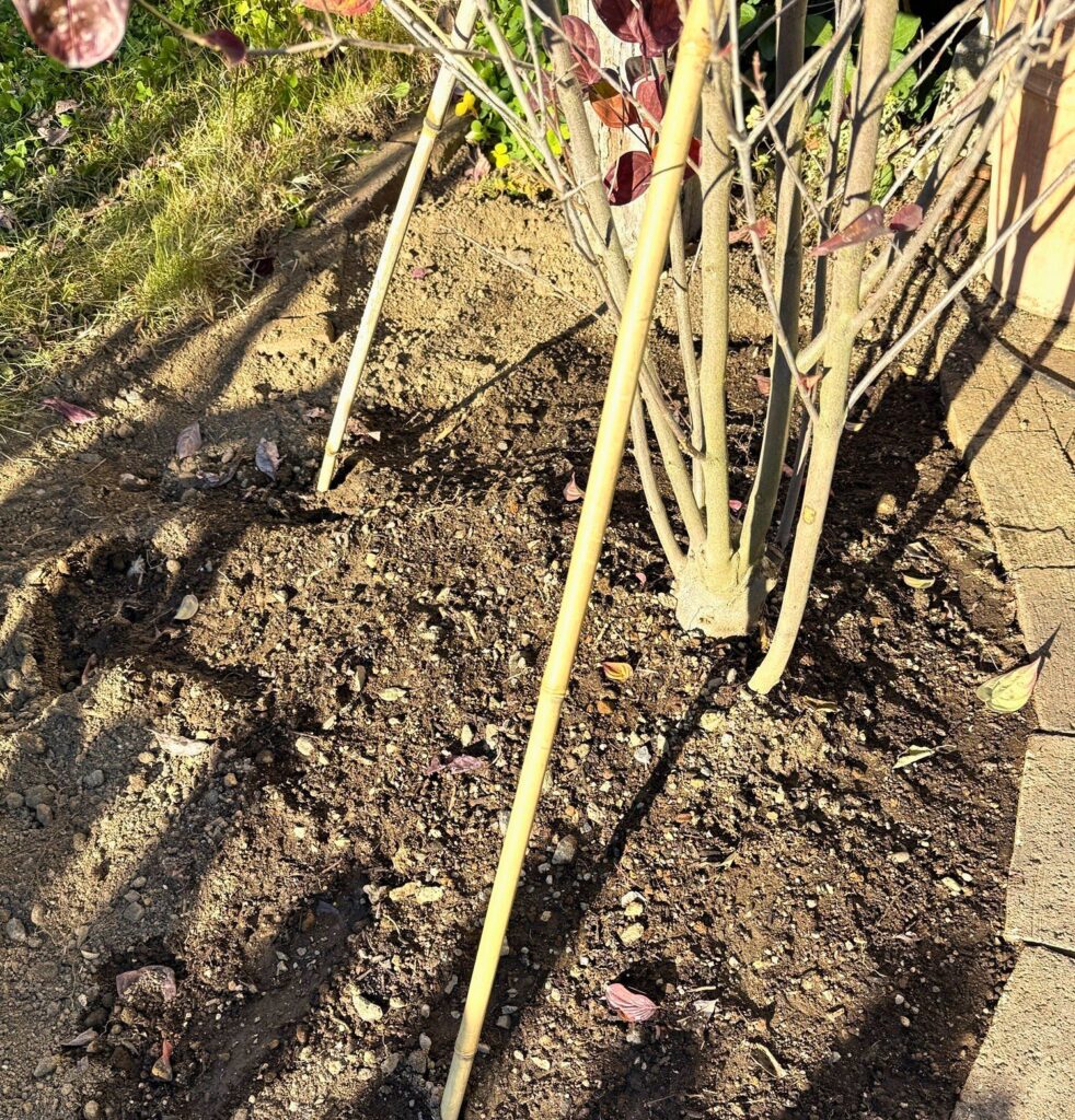 5cm程度高植えにしたヤマボウシの株元