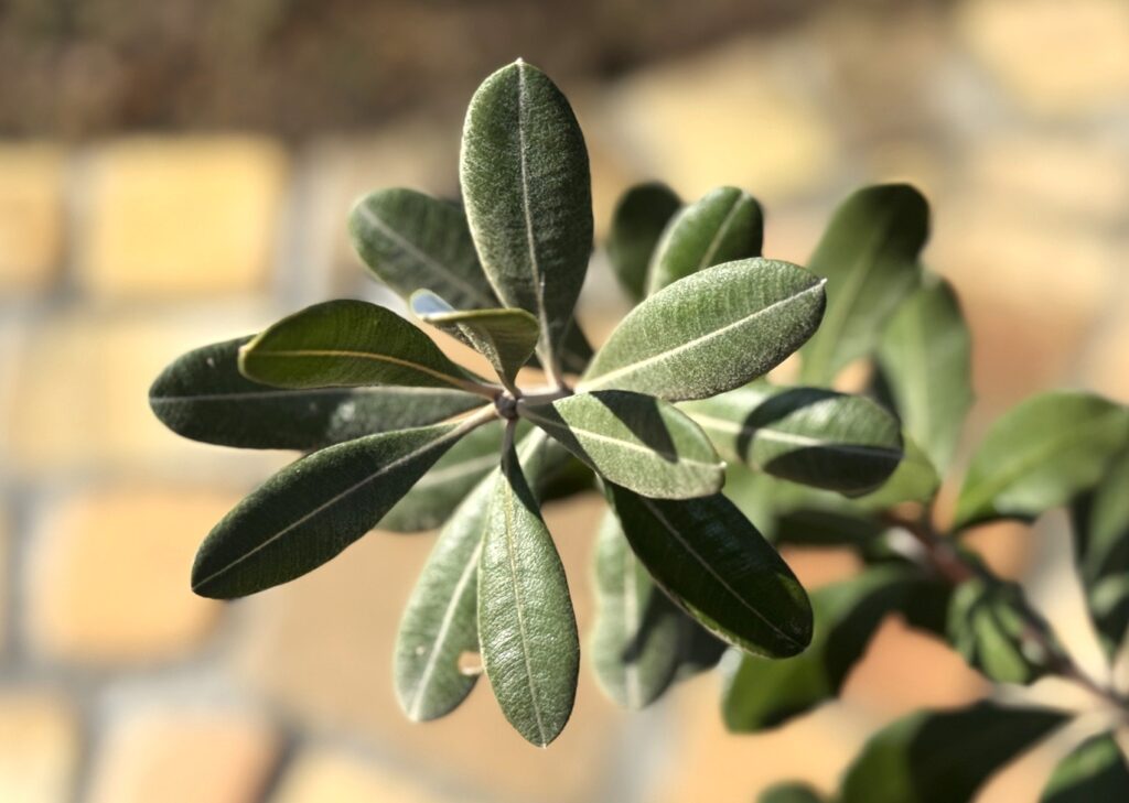 寒波後のバンクシアコースト 葉のアップ