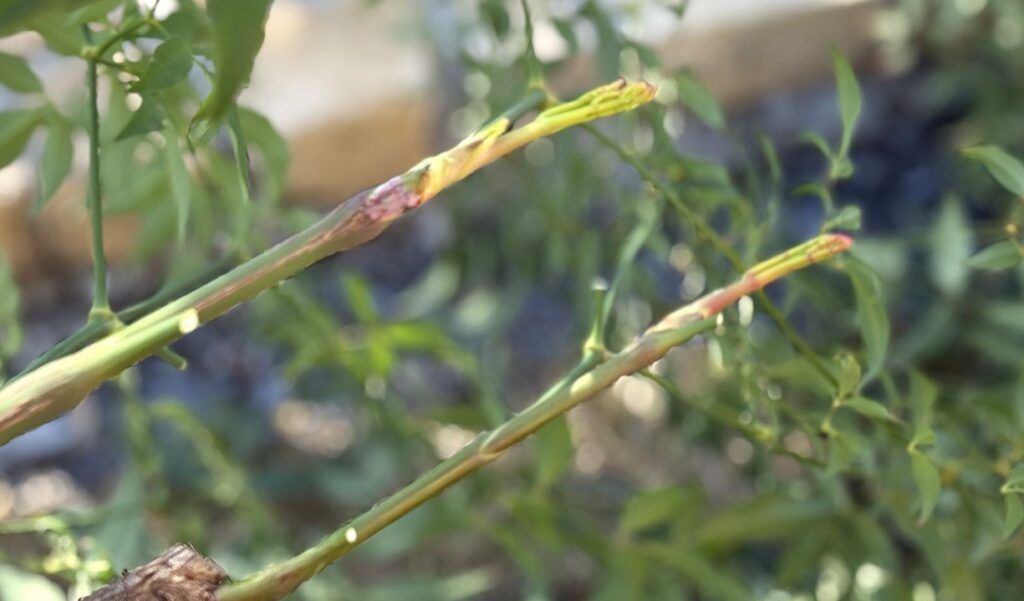 南天の枝先に新芽が5cm発芽