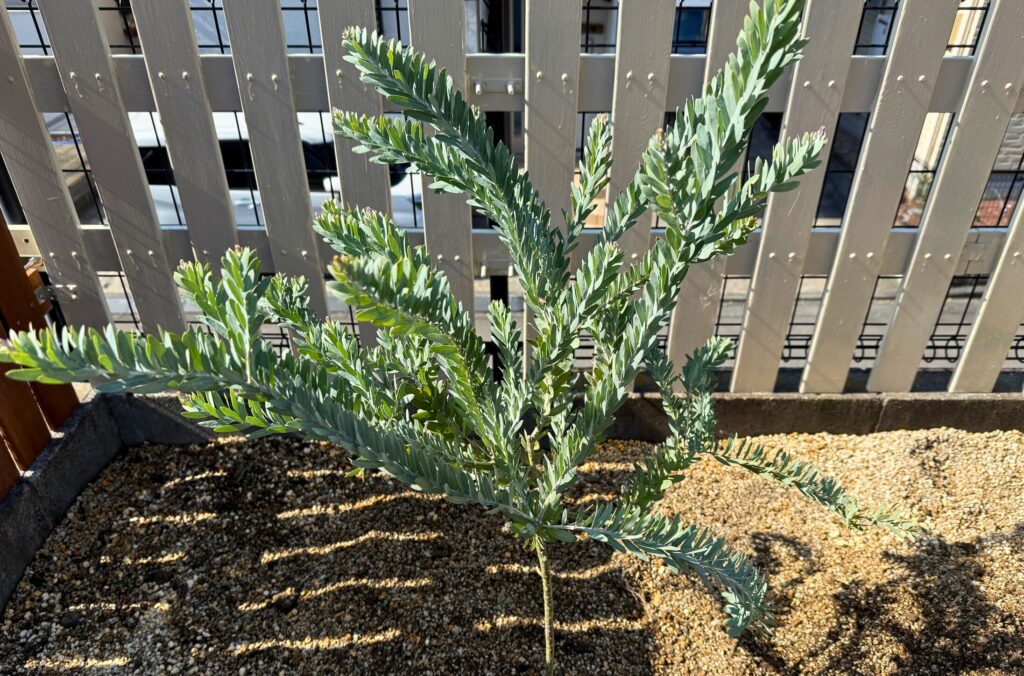 アカシアブルーブッシュの植え付け直後の状態 レイズドベッドに植えた様子