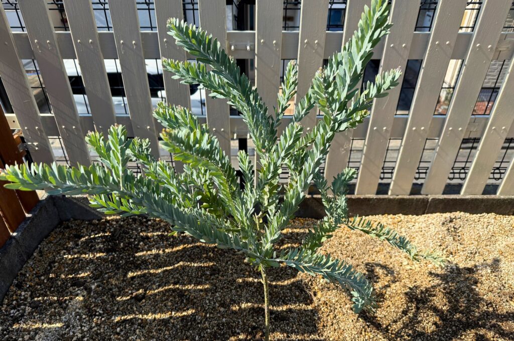 レイズドベッドに植え付けた直後のアカシアブルーブッシュ