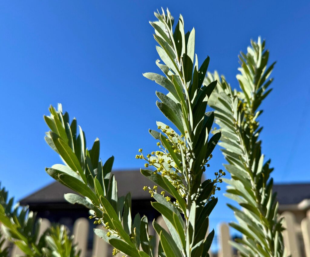 アカシアブルーブッシュの花芽(剪定時期を過ぎると花芽を切ってしまう)