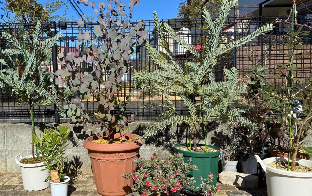 アカシアブルーブッシュを直射日光の当たる環境で育てている様子