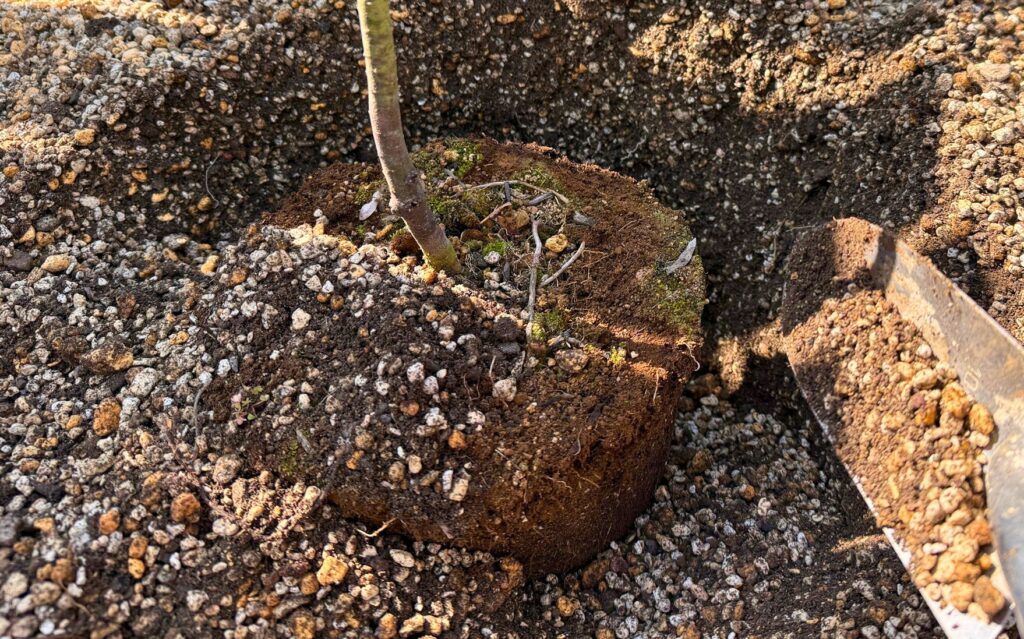 アカシアブルーブッシュを植え付ける際に高さを調整している様子