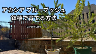 アカシアブルーブッシュを鉢植えで育てている様子