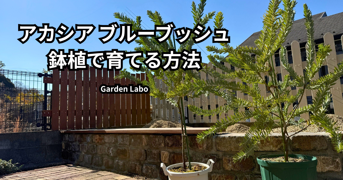 アカシアブルーブッシュを鉢植えで育てている様子