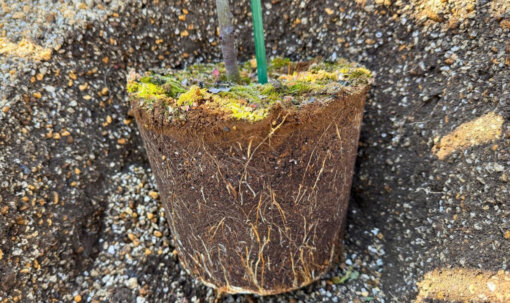 アカシアブルーブッシュの根鉢の状態 根がしっかり回っている様子
