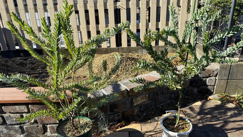 アカシアブルーブッシュの苗の葉色の違い(緑葉とシルバーリーフの個体差)