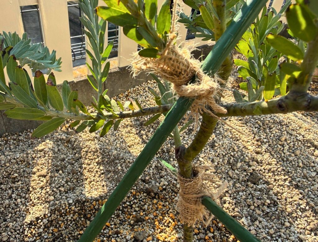 アカシアブルーブッシュの幹に麻布を巻いて支柱で固定している様子