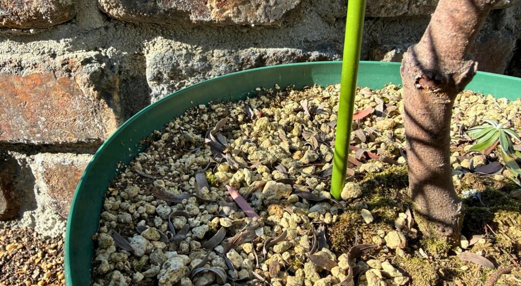 アカシアブルーブッシュ植え付け時のウォータースペース(鉢の縁に水やり用の余白を作る)