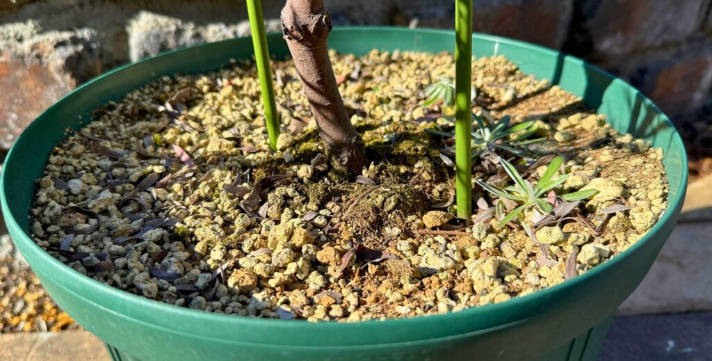 アカシアブルーブッシュの水やりタイミング(土の表面が乾いた状態)