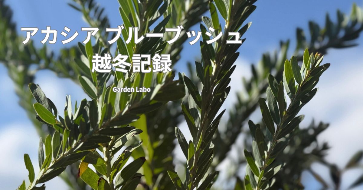 アカシア ブルーブッシュの越冬記録と葉の様子 Garden Labo