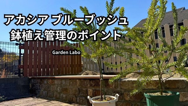 庭で鉢植え管理しているアカシア ブルーブッシュ