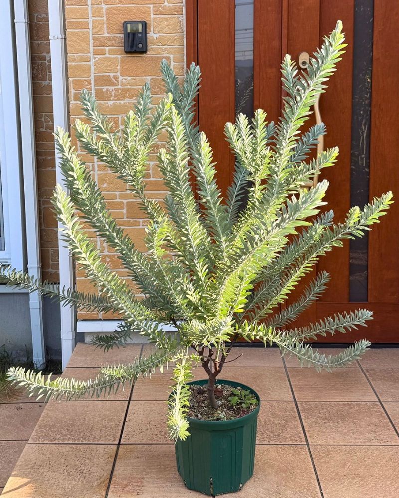 【126cm】アカシアブルーブッシュ　常緑樹 苗木 鉢植え アカシア ブルーブッシュの育て方｜鉢植え1年で分かった水やり・剪定の