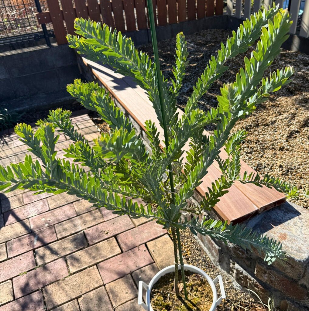 鉢植えで育てているアカシアブルーブッシュ(植栽前の株)