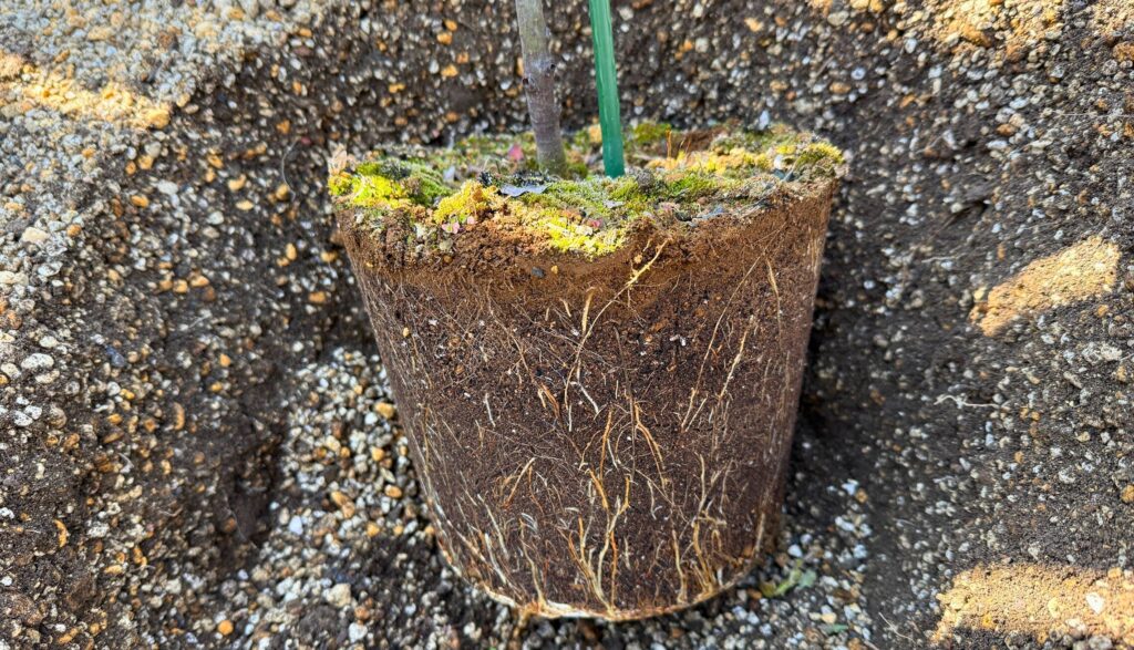 アカシアブルーブッシュの根鉢の状態 根がしっかり回っている様子