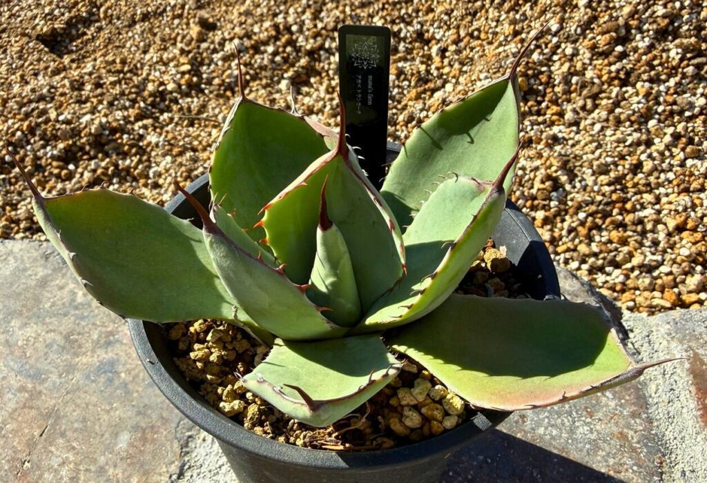 アガベ パリー トランカータの株