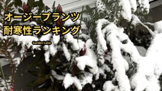 雪の中のオージープランツの越冬記録と耐寒性ランキング