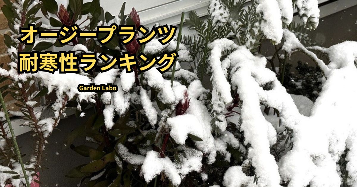 雪の中のオージープランツの越冬記録と耐寒性ランキング