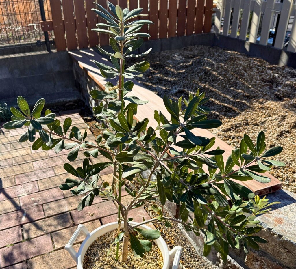 鉢植えで育てているバンクシアコースト(レイズドベッド植栽前)