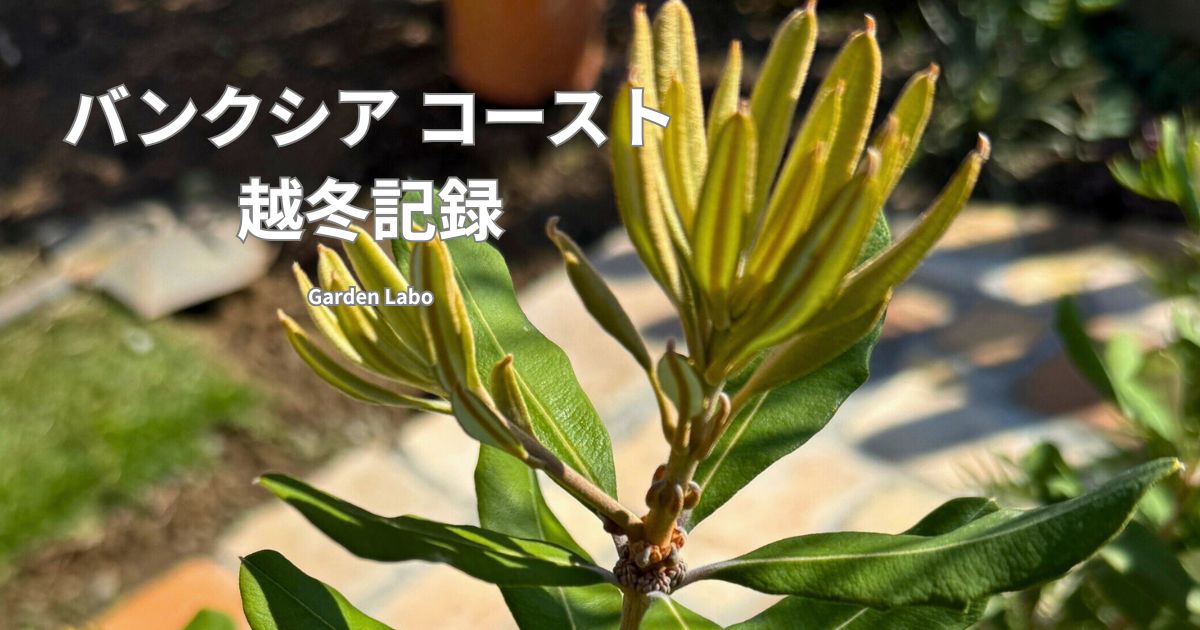 バンクシア コーストの越冬記録 Garden Labo