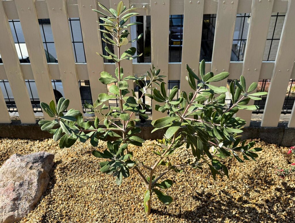 地植え後のバンクシアコーストの全体の状態