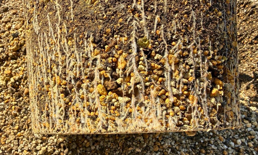 バンクシアコーストの細根が密集した根鉢の拡大写真